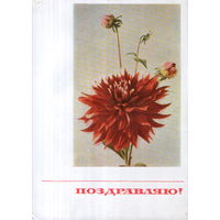 Подписанная открытка 1967г. "Георгины" фото Н. Матанов, худ. О. Айзман