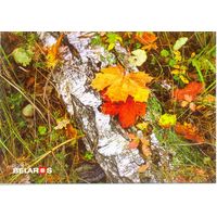 Планета Беларусь, Осень - волшебная пора года, 2019, тираж 1000