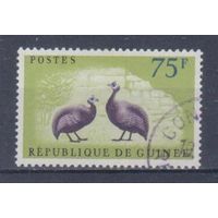 [1446] Гвинея 1961. Фауна.Птицы.Цесарка. Концовка серии.Гашеная марка.