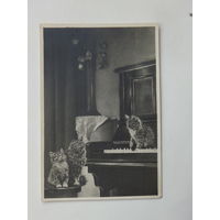 Фотооткрытка котята 1950-е  9х13 см