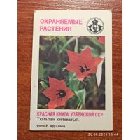 Календарик Тюльпан килеватый 1987 Яруллин