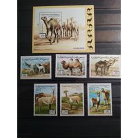 Сахара 1996 г. Верблюды.