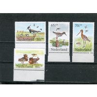 Нидерланды. Фауна. Птицы