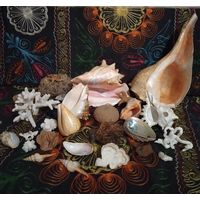 Коллекция морских ракушек и кораллов.