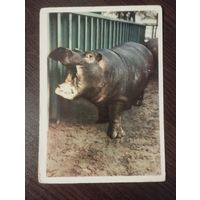 Бегемот.Чистая.1963г.
