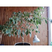 Фикус Бенджамина 85 см высота от пола, без горшка, Многолетнее взрослое растение