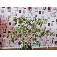 Фикус Бенджамина 85 см от пола