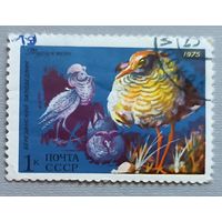 Фауна. СССР, 1975