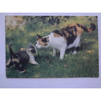 Календарик 1996 г. Кошка с котенком.