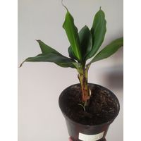 Банан комнатный цветок в горшке