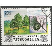 Монголия. Деревья страны. Сибирский кедр. 1982г. Mi#1489.