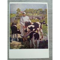 1952. Левитин. Знатная телятница