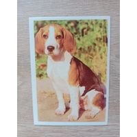 Календарик 1991