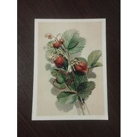 Земляника.1958г.