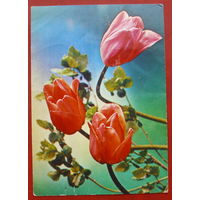 Композиция с тюльпанами. Чистая. 1986 года. Костенко. *315.