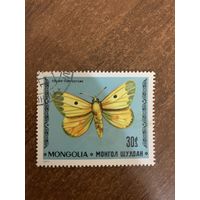 Монголия 1977. Мотылёк. Colias Chrysoteme. Марка из серии