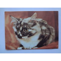 Календарик 1993 г. Кот. (57).