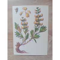 Косоруков 1985 чистая