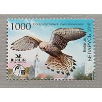 Сокол-пустельга. Беларусь, 2010