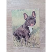 Календарик 1993