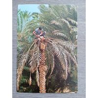 Этнография. Тунис. Сбор легми в оазисе