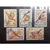СССР. 1981 год. Фауна. Певчие птицы (379)