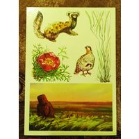 Открытка "Заповедник Хомутовская Степь"