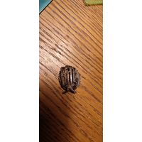 Кокарда учащегося духовой семинарии.царизм.