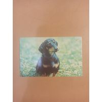 Календарь 1990 такса 2