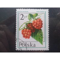Польша 1977, Малина