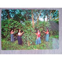 Этнография. Гватемала. Индейцы, собирающие кофе