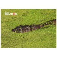 Выдра. Открытка, глянец